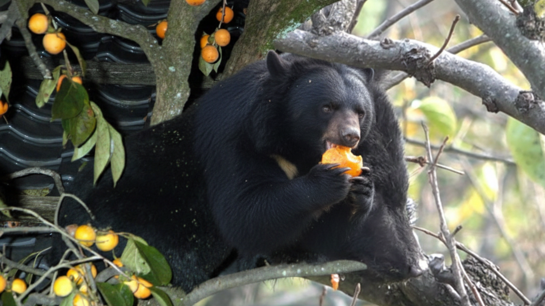 クマが果物を食べている